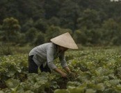 Làm việc chánh niệm hòa mình cùng thiên nhiên